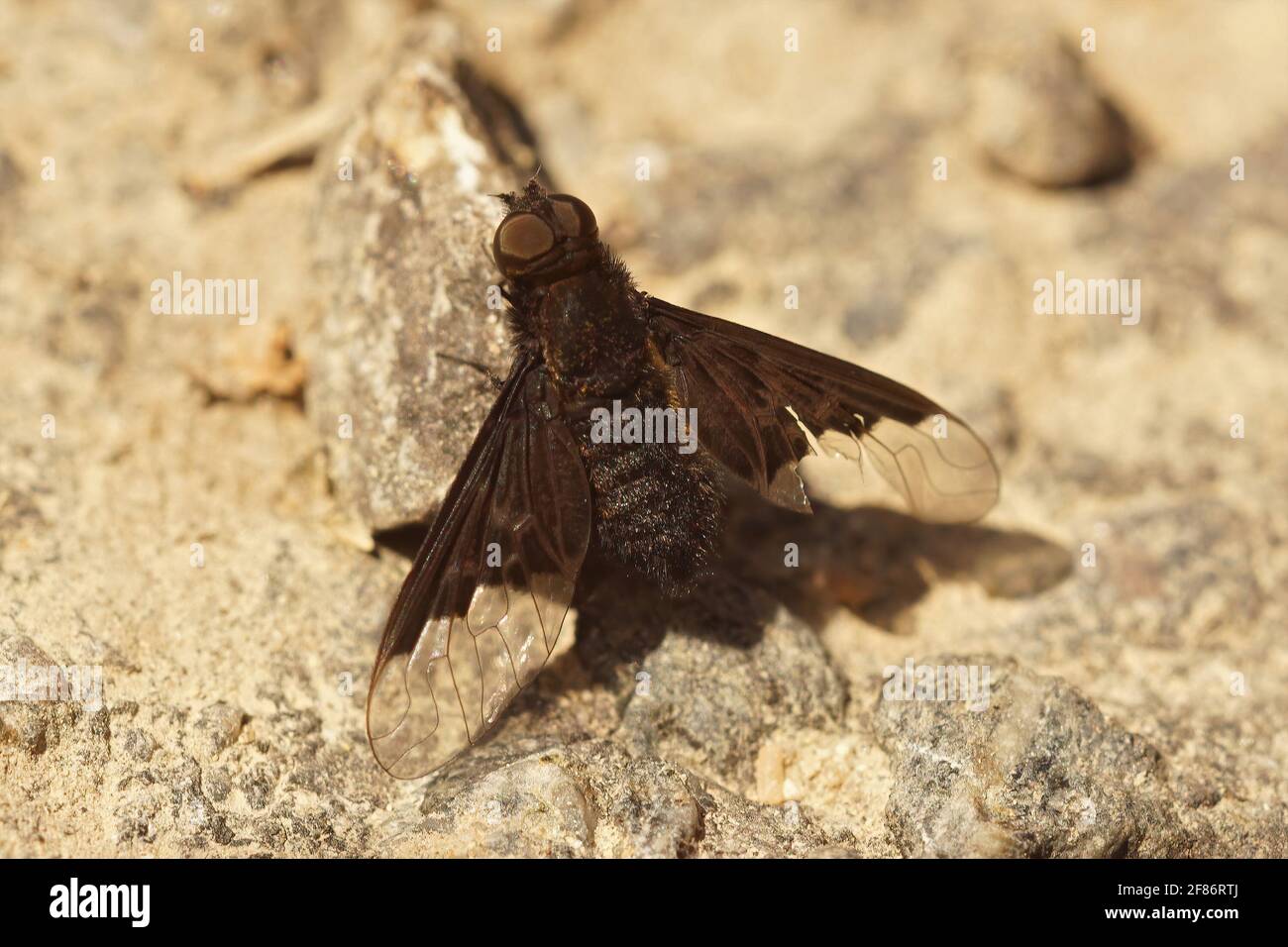 Closeup on a black bee-fly species , Hemipenthes morio , a paras Stock Photo