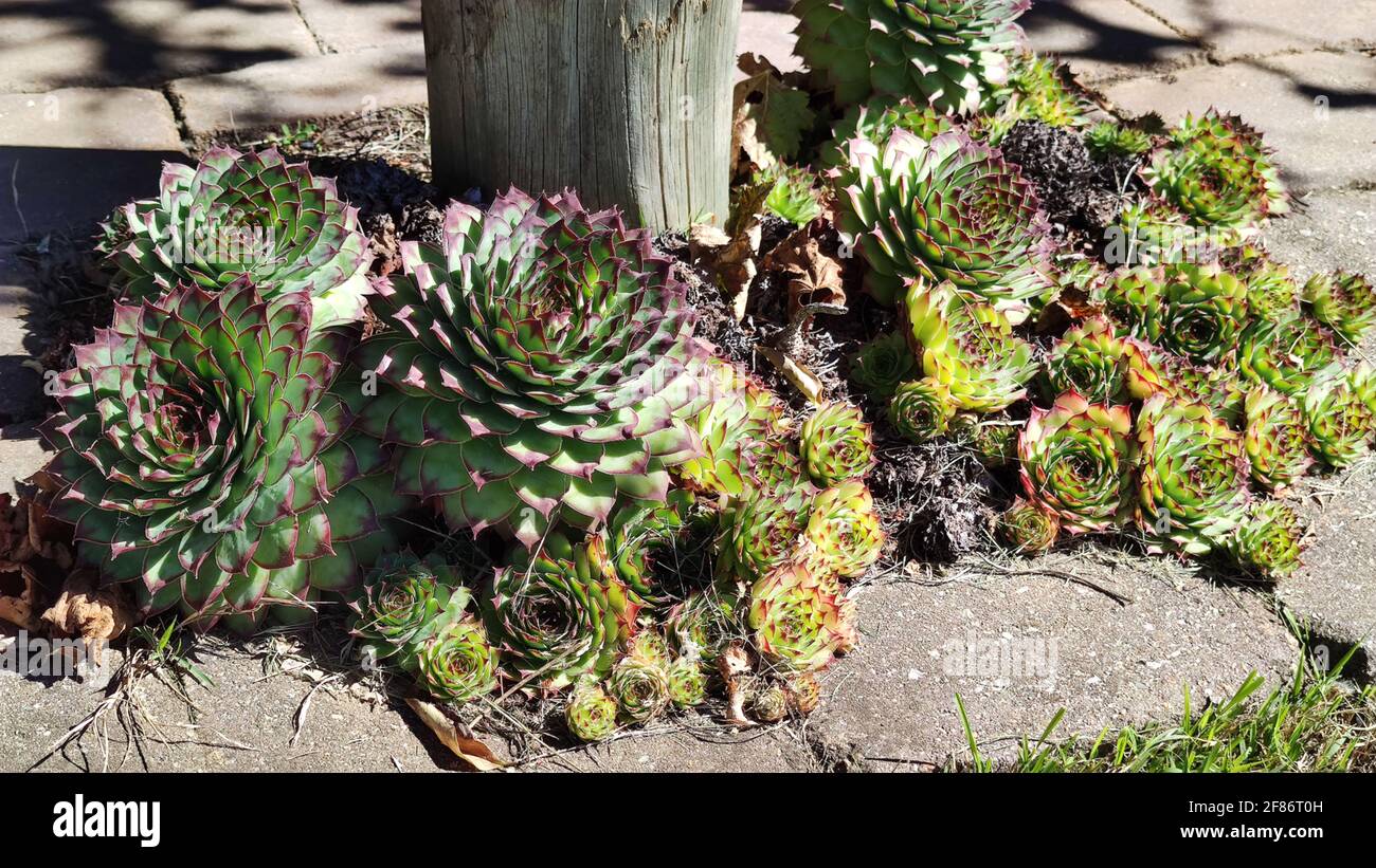 commonly known as houseleeks. Sempervivum tectorum. plant growing among the stones. Selective Focus Plant. Stock Photo