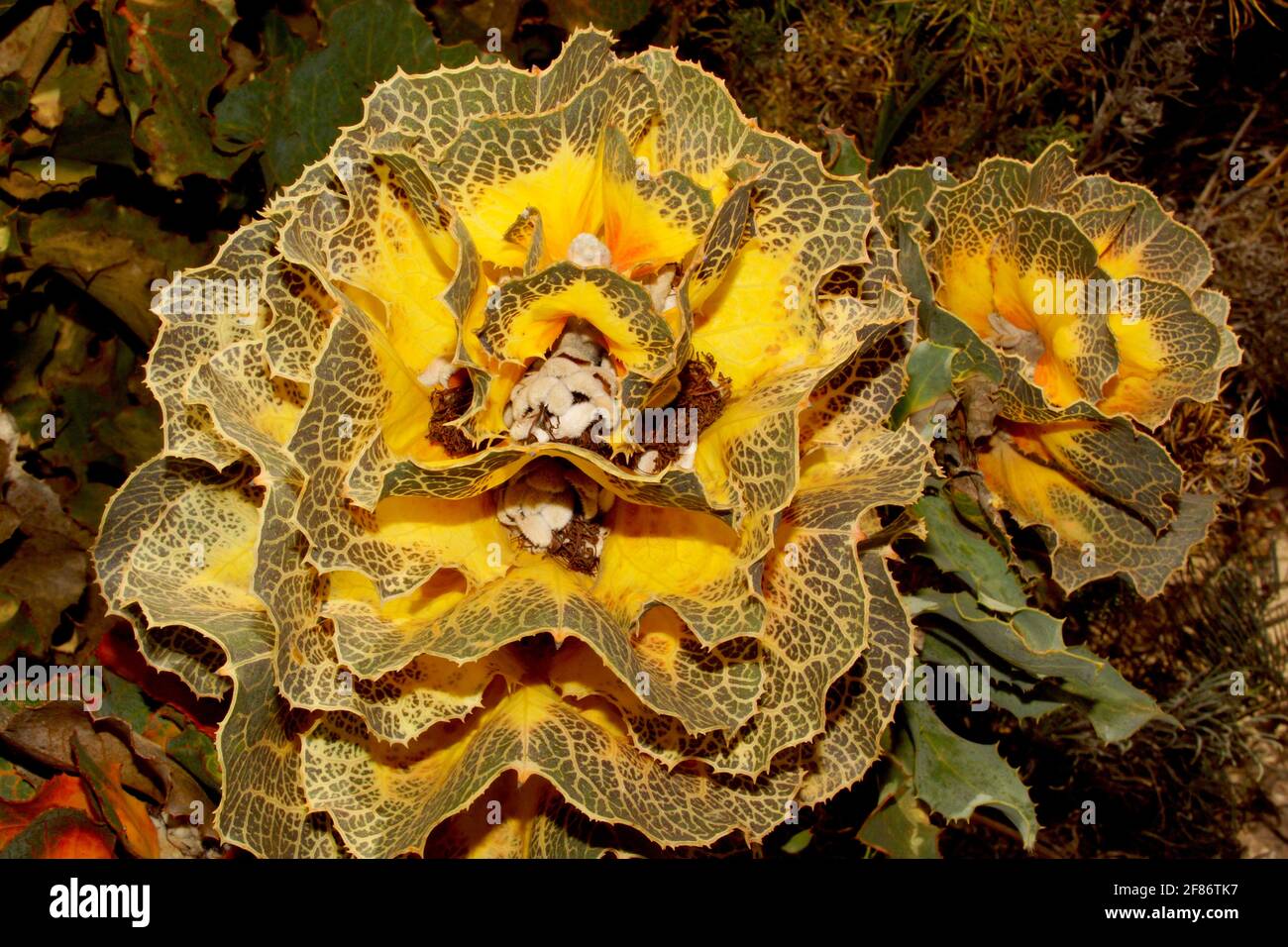 View from above on Hakea victoria leaves with flower buds, Western Australia Stock Photo