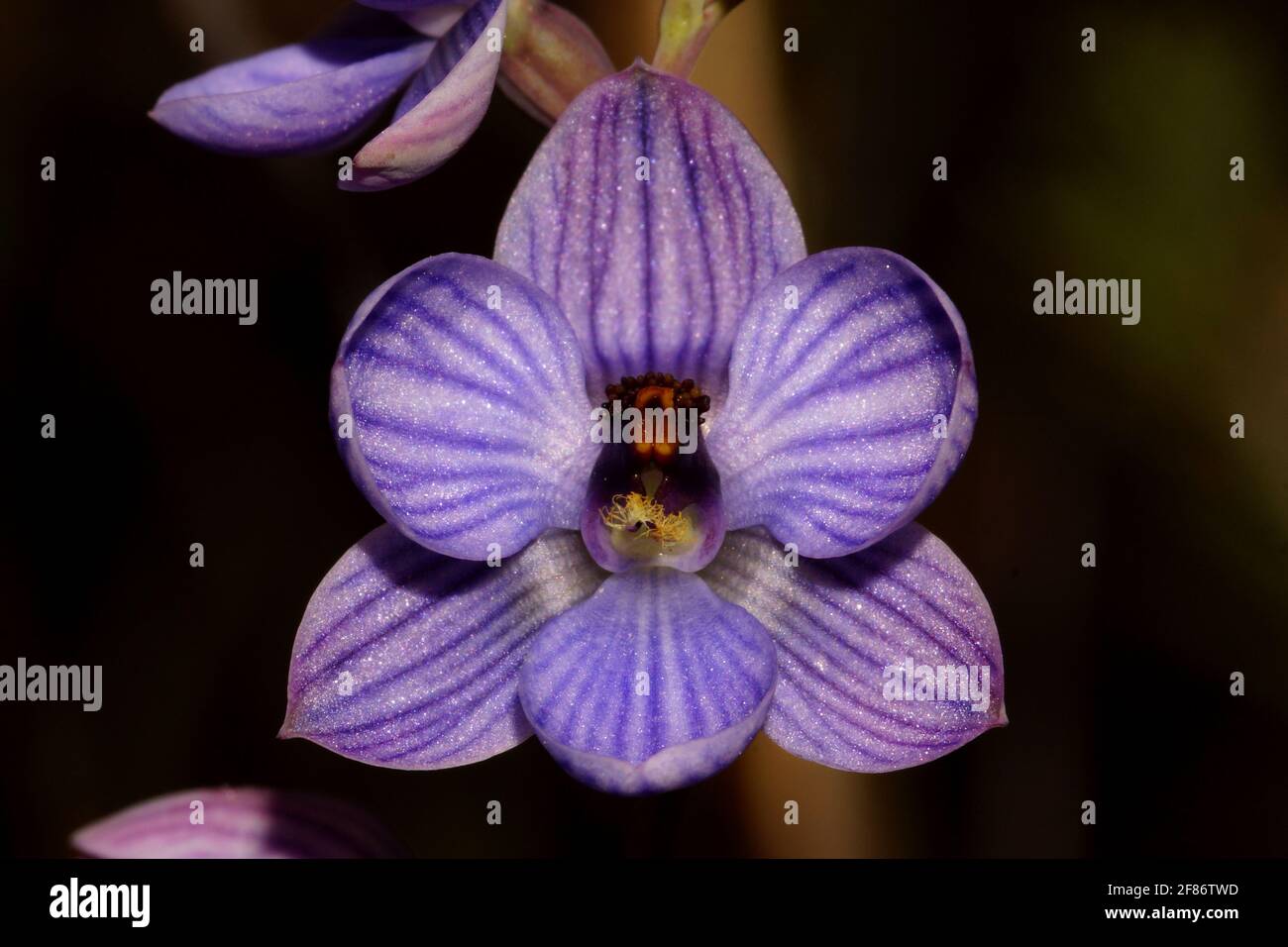 Frontal view of Thelymitra campanulata, a white and blue striped orchid flower, in south-west Western Australian bushland Stock Photo