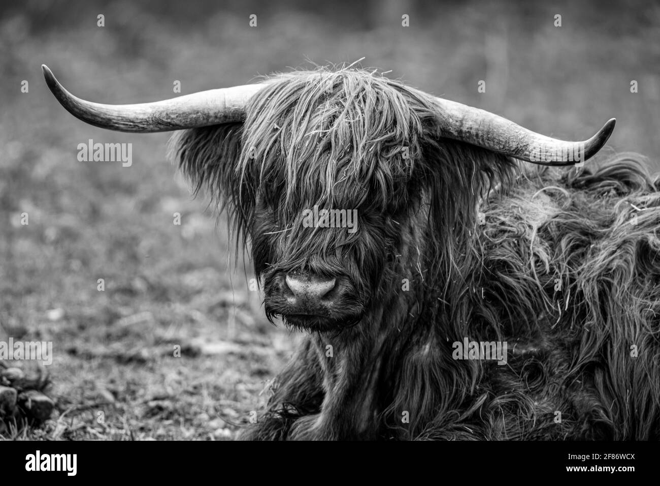 Highland cow horns hairy Black and White Stock Photos & Images - Alamy