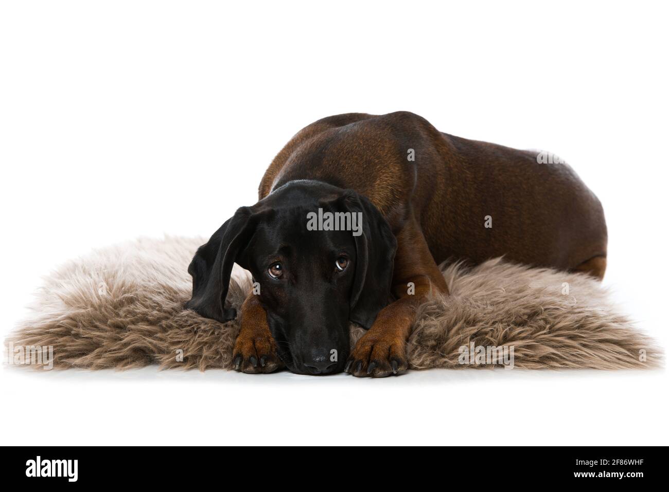 Bavarian mountain dog lying on a sheepskin isolated on white Stock ...