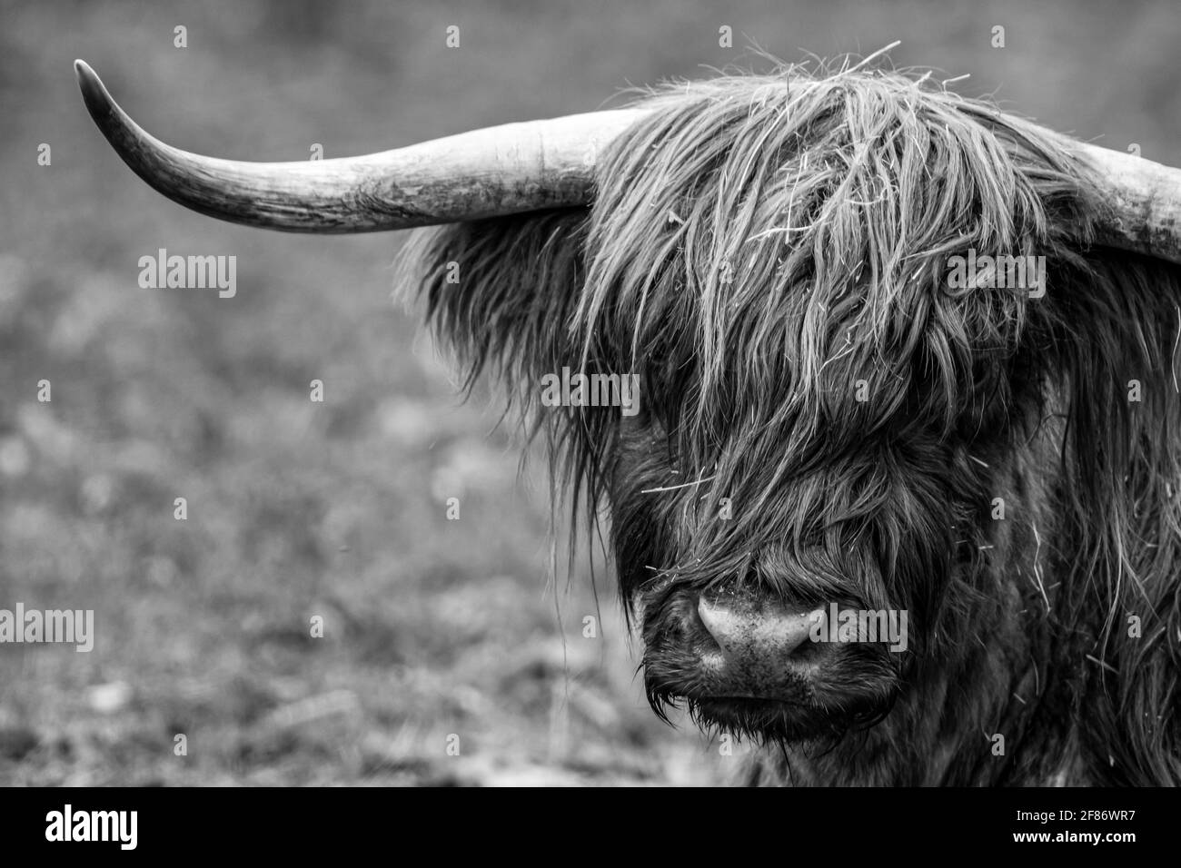 A Scottish Highland Cattle with long horns Stock Photo