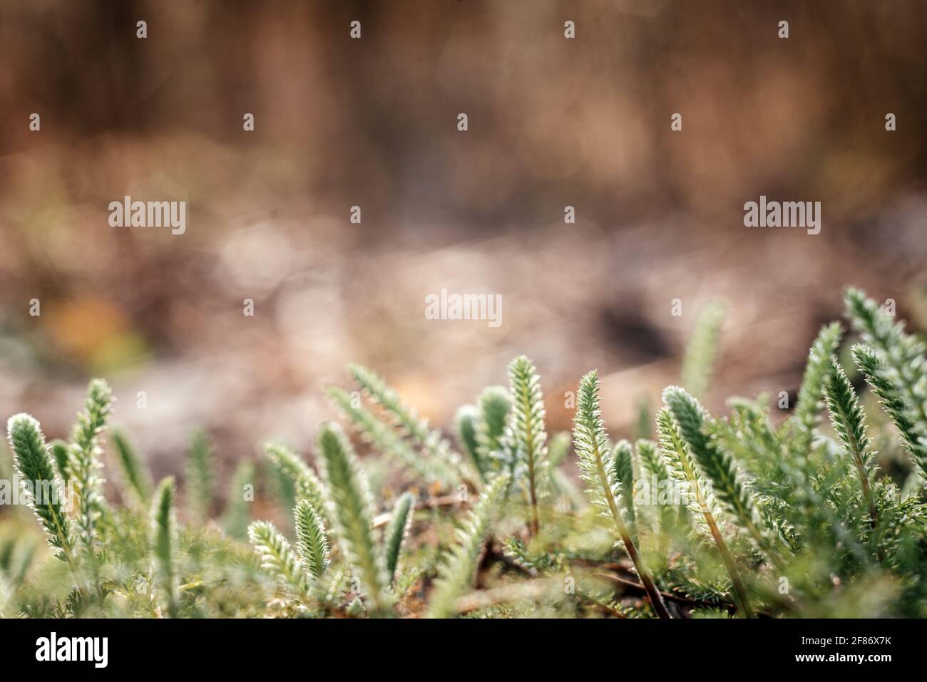 Closeup of newly emerged grass leaves over green forest floor background, revival of nature in the spring Stock Photo