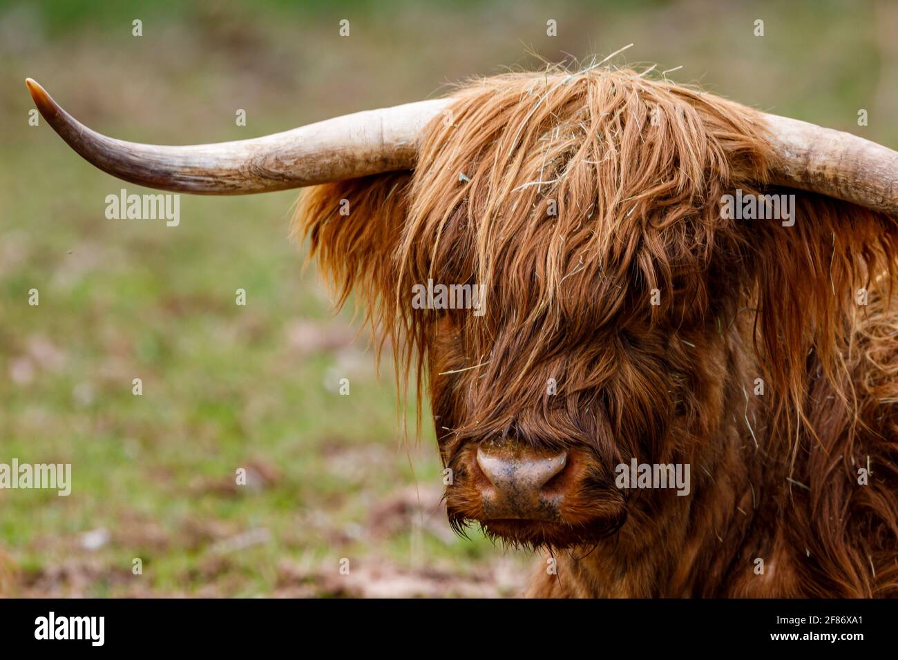 A Scottish Highland Cattle with long horns Stock Photo - Alamy