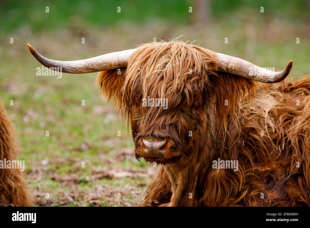 A Scottish Highland Cattle with long horns Stock Photo - Alamy