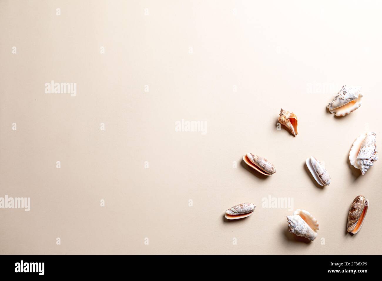 summer composition with different seashells on beige background. copy space Stock Photo