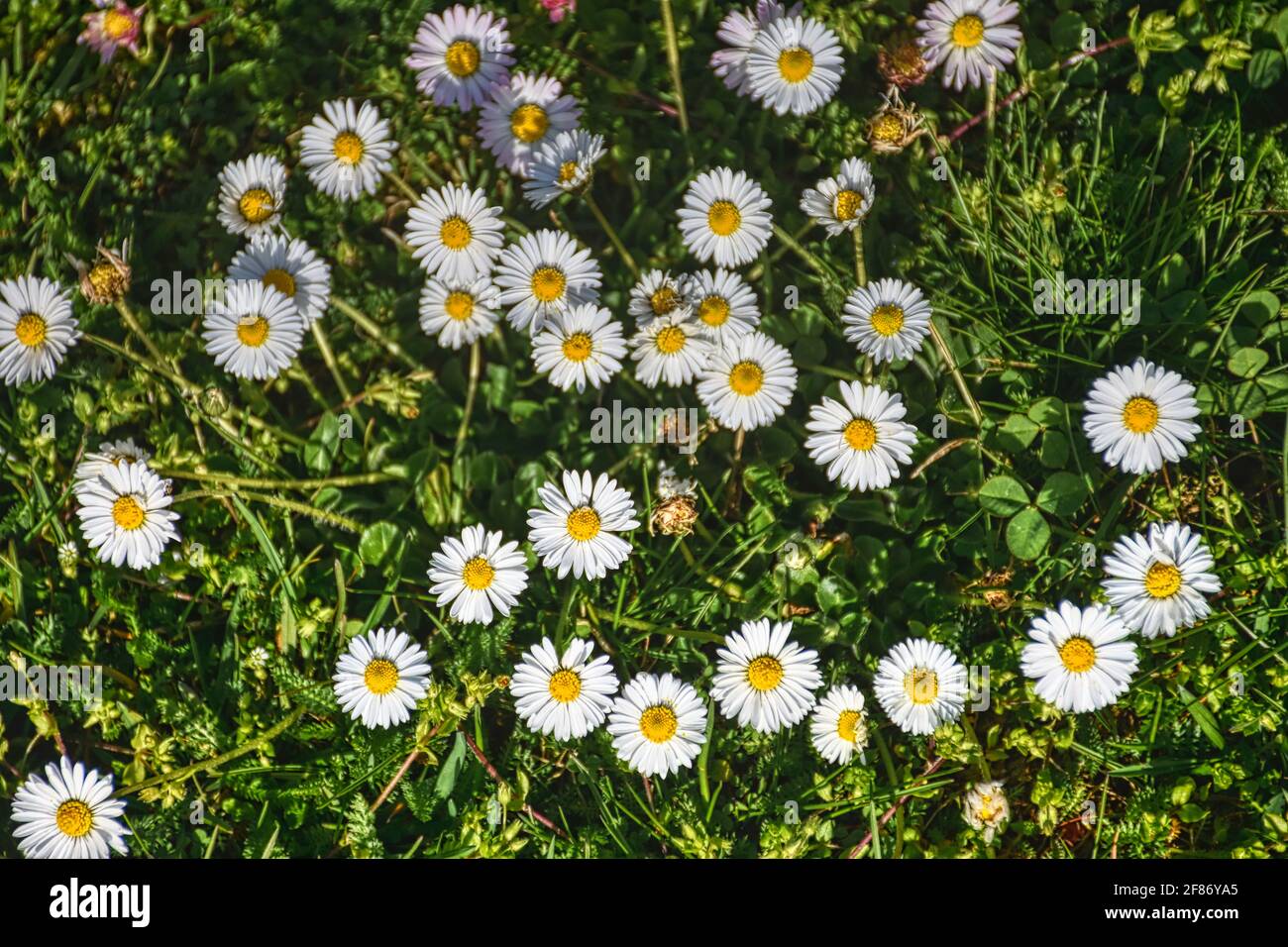 Wiesenblumen hires stock photography and images Alamy