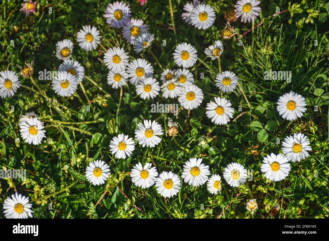 Gänseblümchen, Ausdauerndes Gänseblümchen, Mehrjähriges Gänseblümchen, Maßliebchen, Tausendschön, Monatsröserl, Margritli.  Blume, Wiesenblumen, Gras, Stock Photo