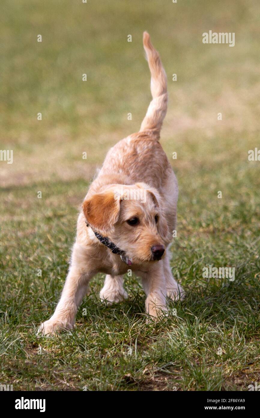 Cross breed puppy playing and demonstrating the play bow Stock Photo
