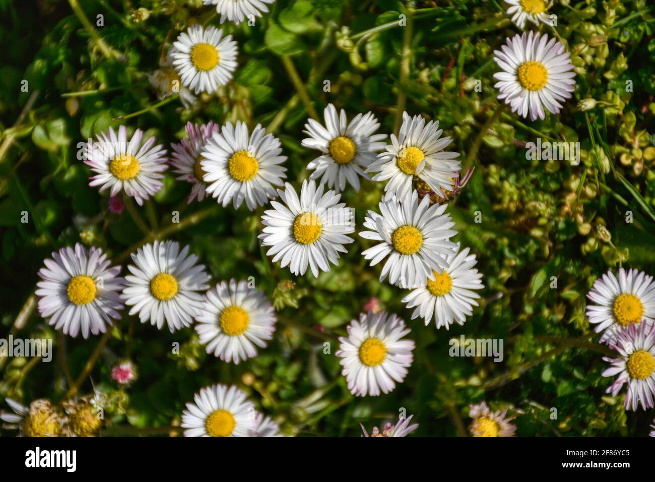 Gänseblümchen, Ausdauerndes Gänseblümchen, Mehrjähriges Gänseblümchen, Maßliebchen, Tausendschön, Monatsröserl, Margritli.  Blume, Wiesenblumen, Gras, Stock Photo