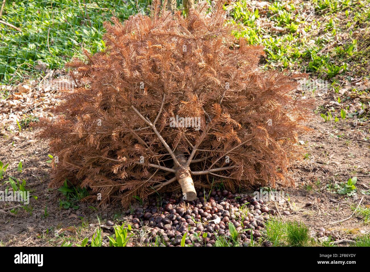 Scrawny tree hires stock photography and images Alamy