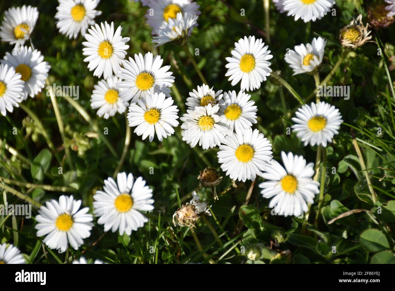 Gänseblümchen, Ausdauerndes Gänseblümchen, Mehrjähriges Gänseblümchen, Maßliebchen, Tausendschön, Monatsröserl, Margritli.  Blume, Wiesenblumen, Gras, Stock Photo