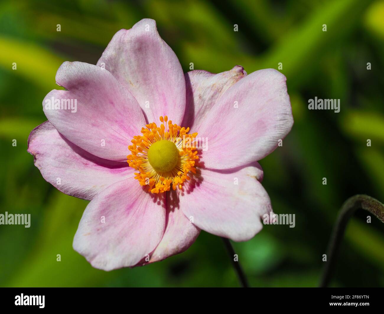 closeup of a pastel pink Japanese windflower in full bloom in the garden against a green foliage background Stock Photo