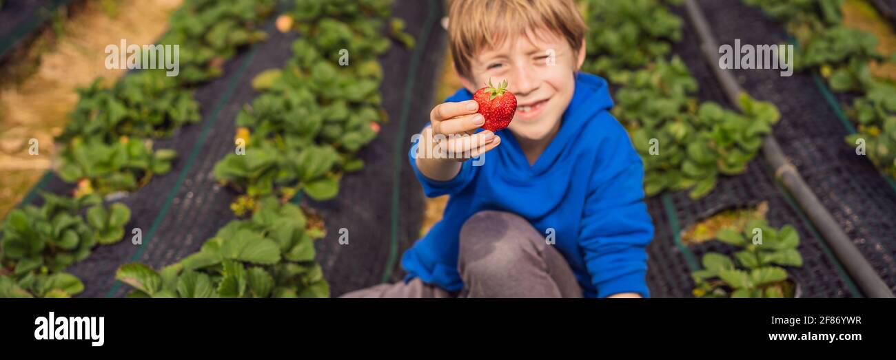 Happy boy on organic strawberry farm in summer, picking strawberries BANNER, LONG FORMAT Stock Photo