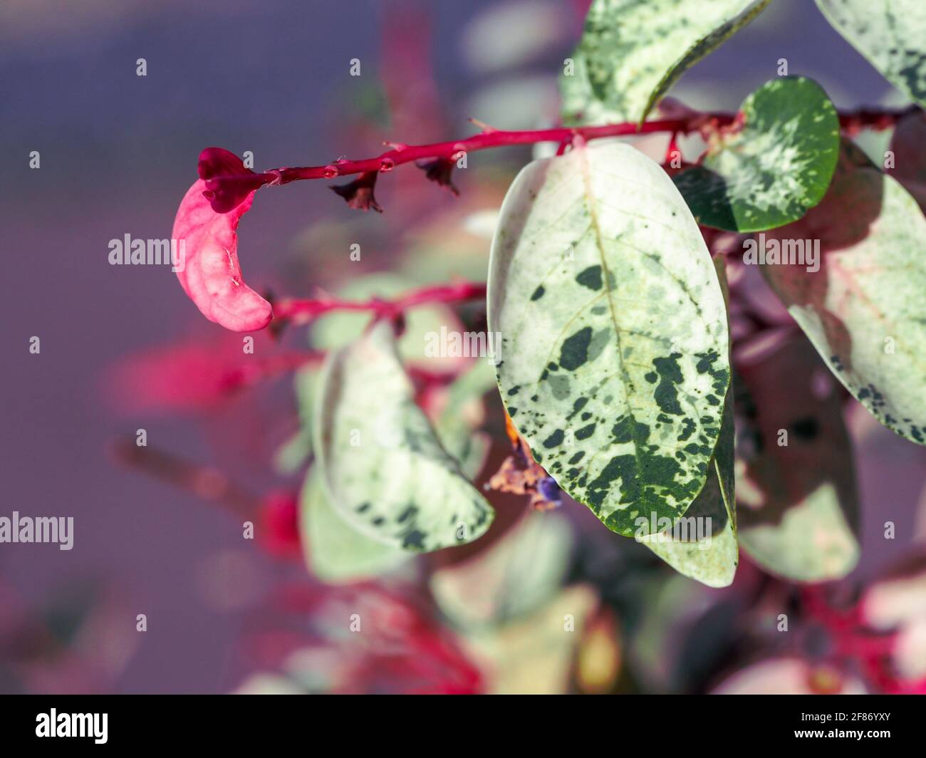 Amazingly coloured Snow Bush with it pretty variegated foliage of white and green leaves blending to red and pink on red stems, purple pink background Stock Photo