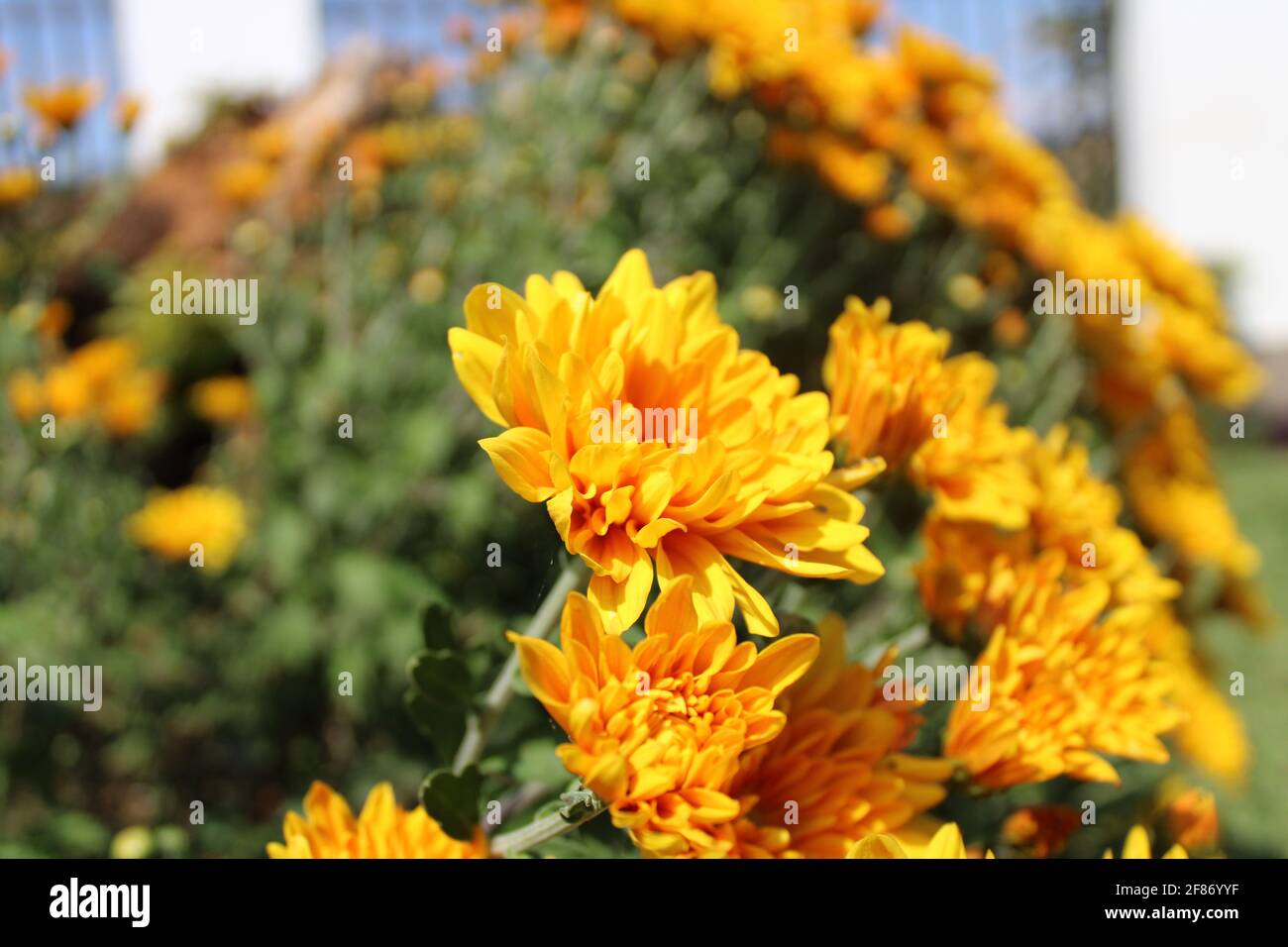 Orange flowers in the garden Stock Photo Alamy