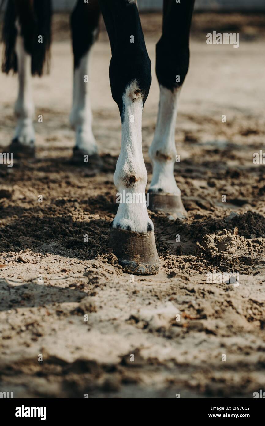 Horse on a walk kicks a hoof. Close-up. Selective focus. Stock Photo