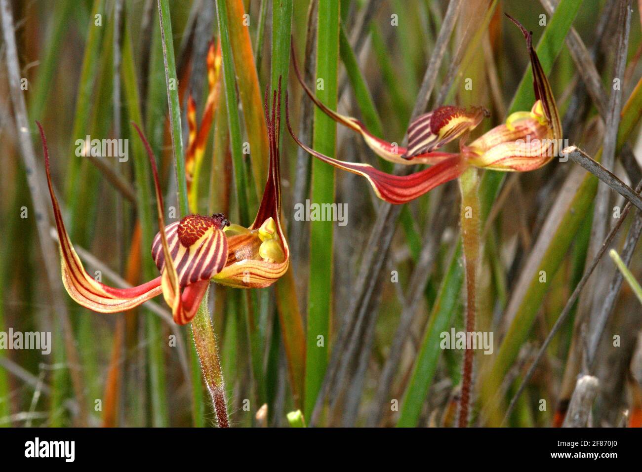 TÌNH YÊU LAN 3 - Page 79 Lazy-spider-orchid-caladenia-multiclavia-western-australia-2F870J0