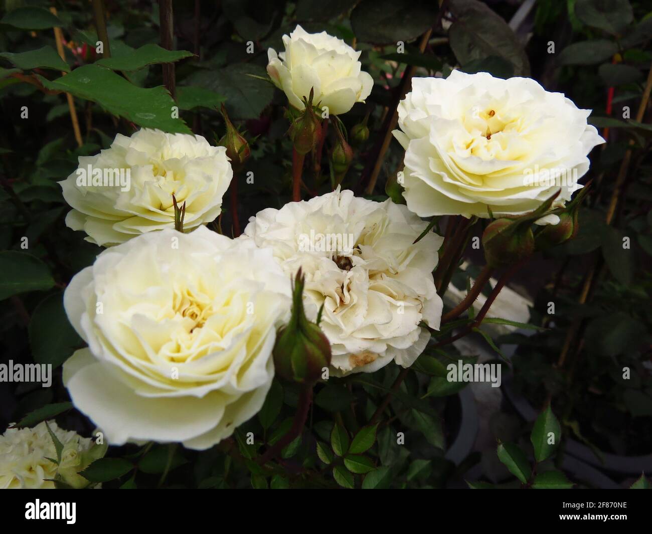 Botany flowers roses white hi-res stock photography and images - Alamy