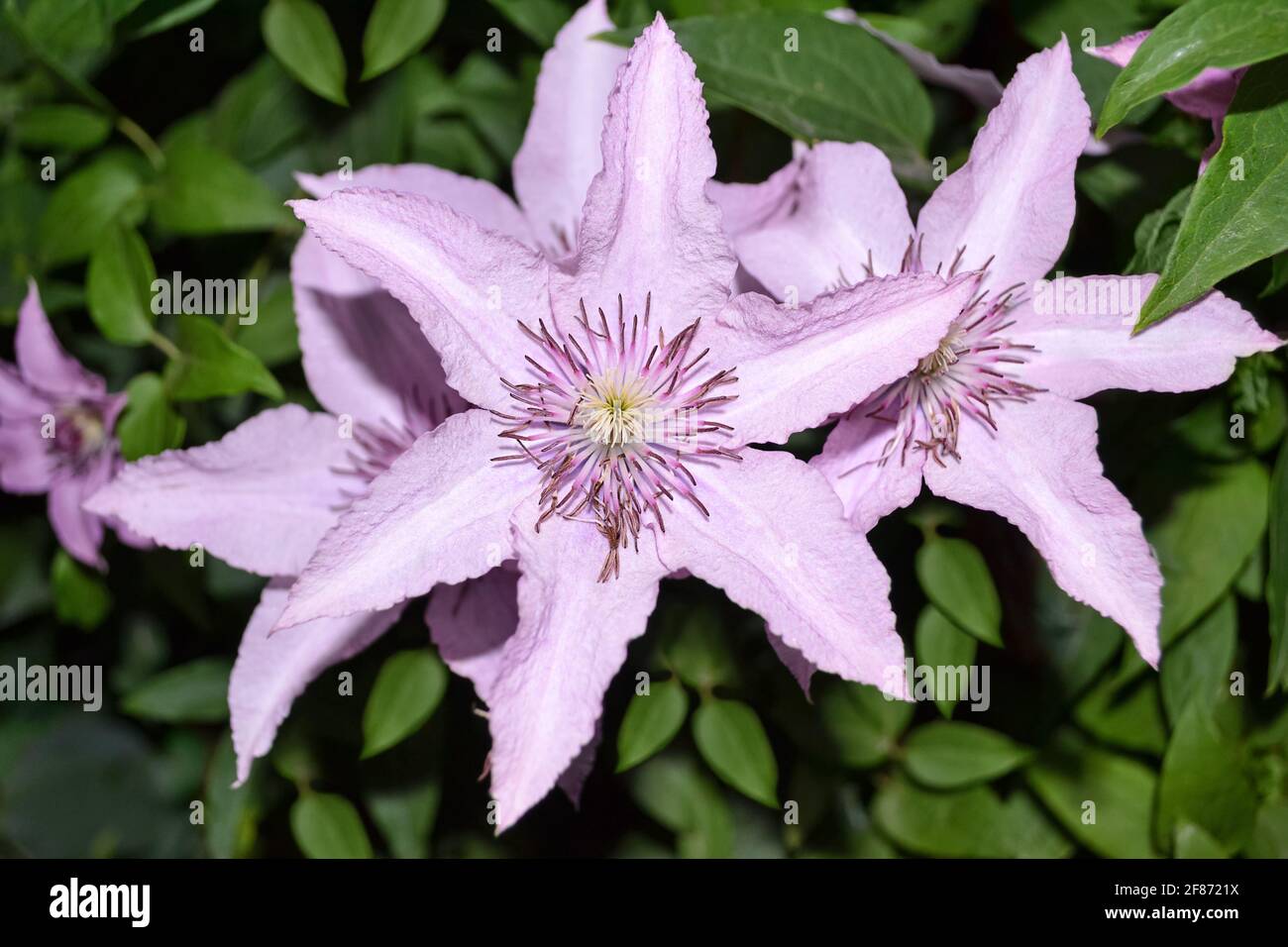 Lilac Clematis High Resolution Stock Photography And Images Alamy