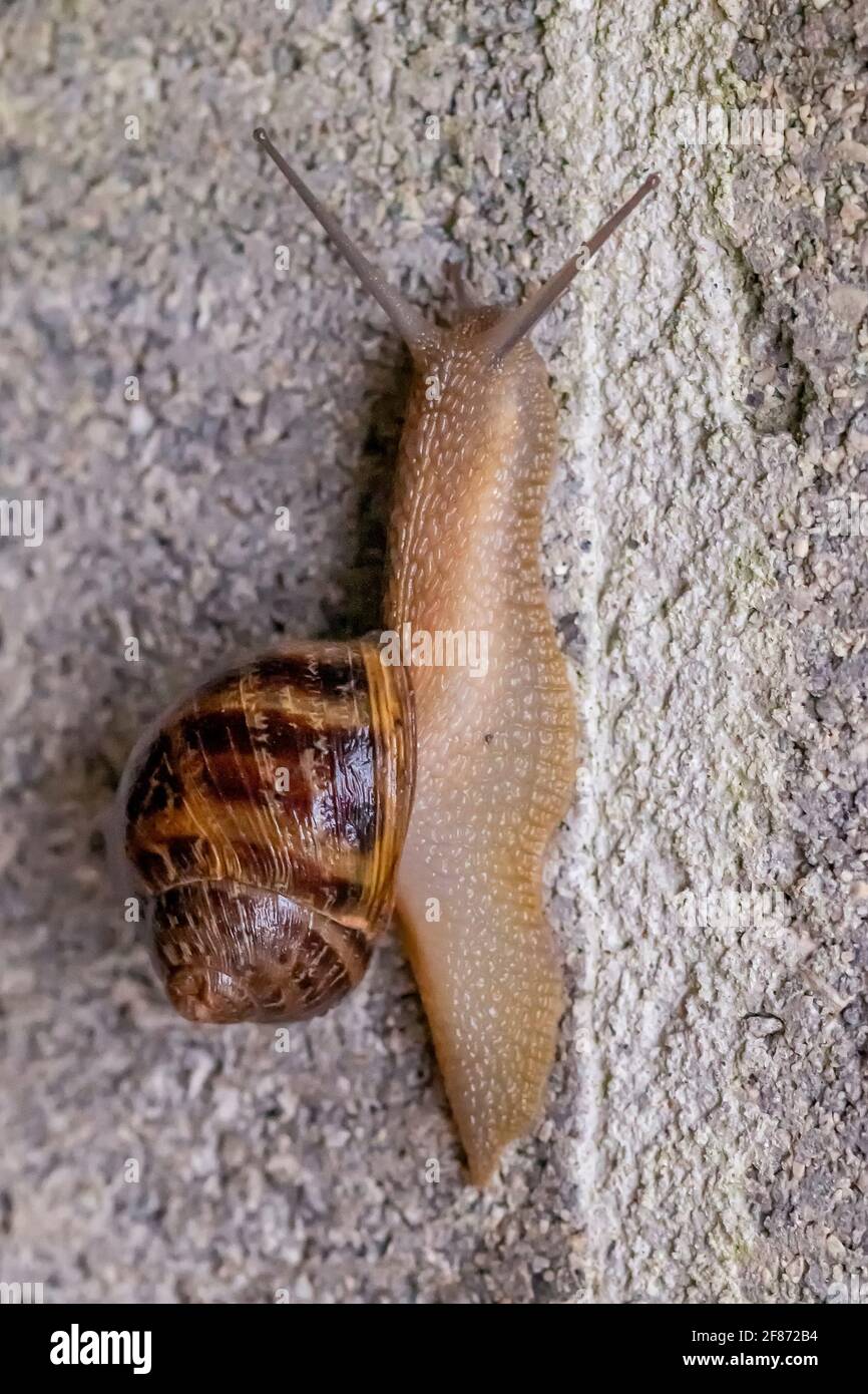 Rain shell hi-res stock photography and images - Alamy