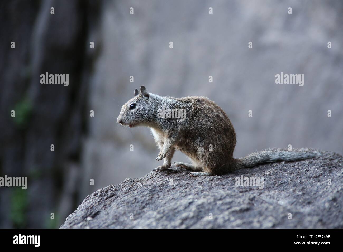 Selective focus shot of a grey squirrel in the Yosemite National Park, in California, USA Stock Photo