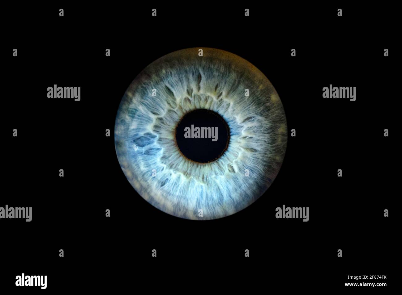 Macro Shot Of Female Eye Iris Cropped On Black Background Usable