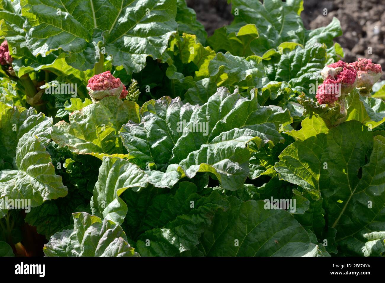 Rheum x hybridum Timperley early early maturing rhubarb Stock Photo
