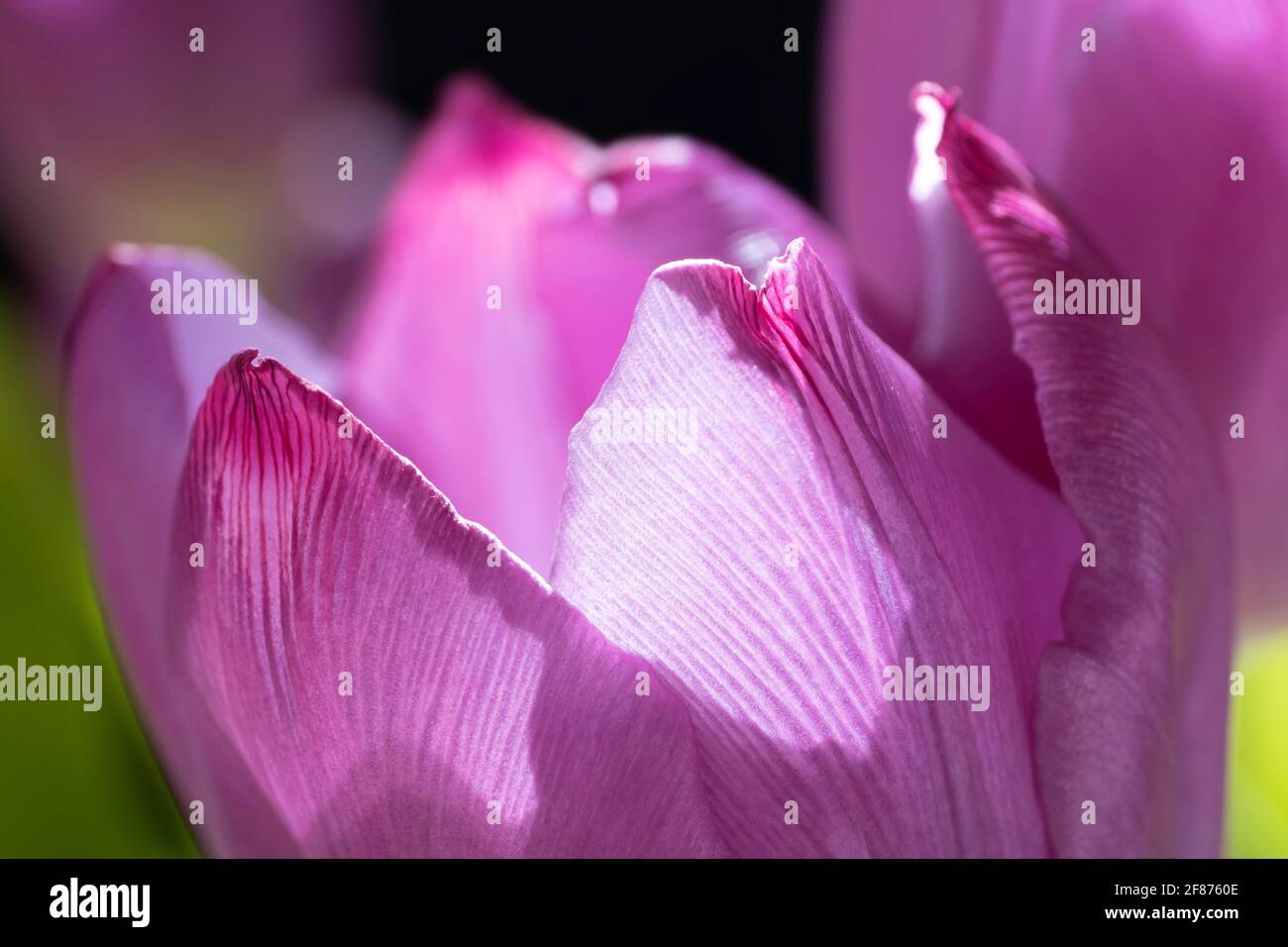 Macro photo of a single light purple tulip with blurred green and violet background Stock Photo