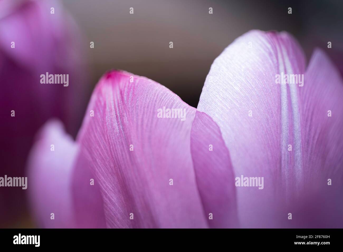 Macro photo of some petals of a single light purple tulip with blurred dark background Stock Photo