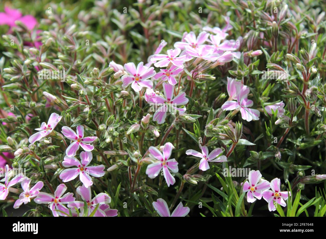 purple phlox in the garden Stock Photo