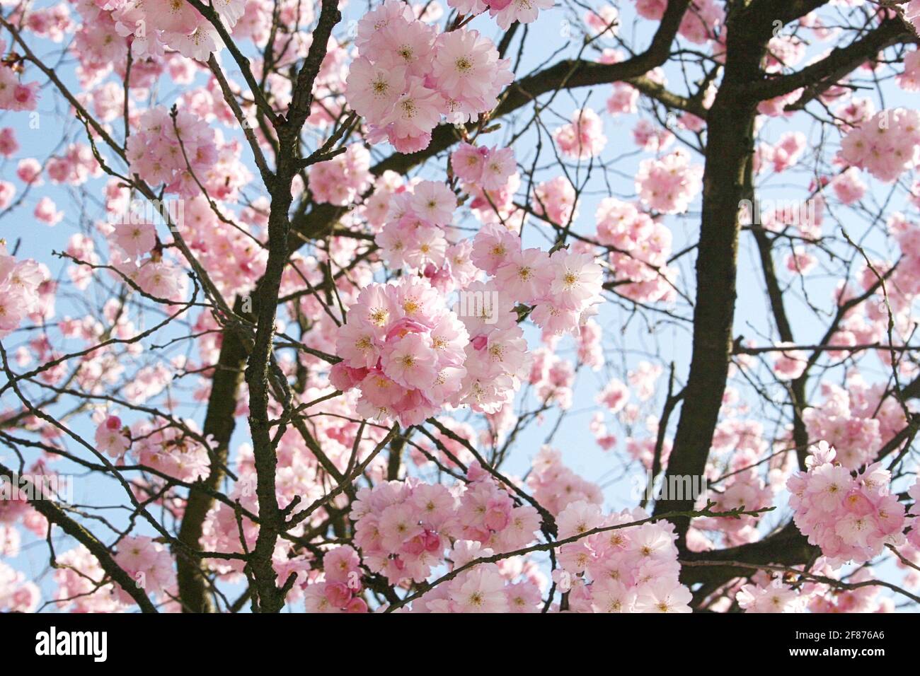 Kirschblüte im Frühling Stock Photo