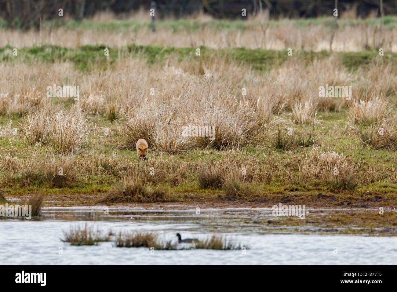 A red fox is hunting geese Stock Photo Alamy