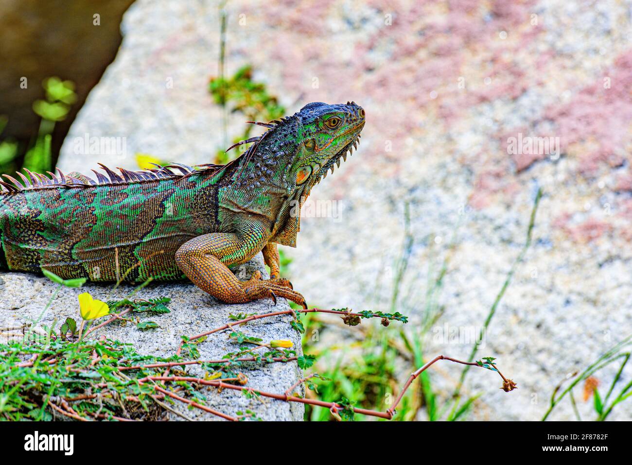 Green iguana, also known as the American iguana, lizard of the genus