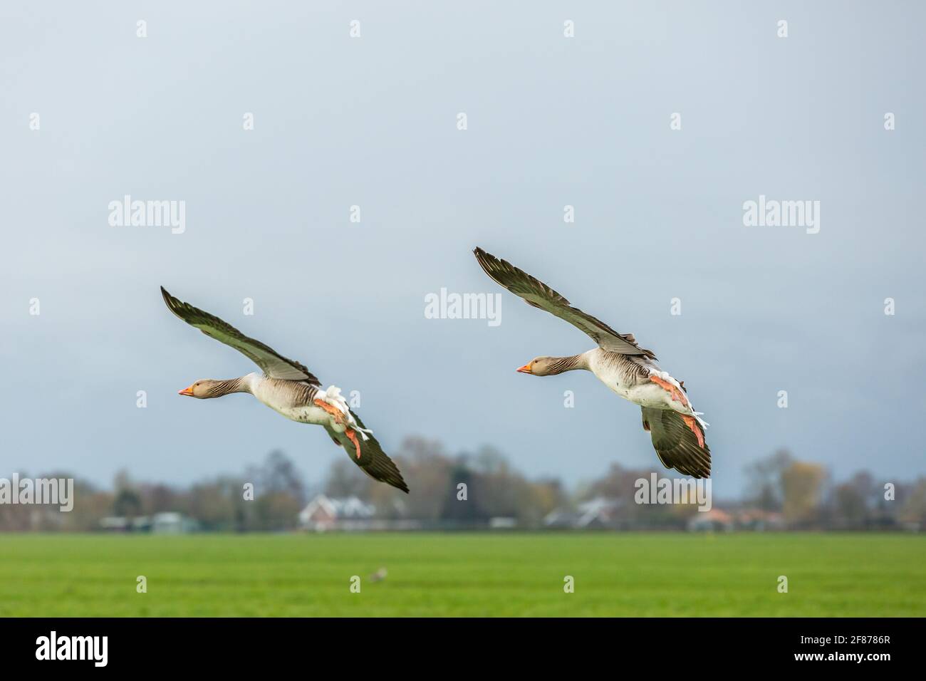 Close up of two isolated flying Greylag Geese, Anser anser, in gliding flight with beautiful bright orange beak and legs against blurred background wi Stock Photo