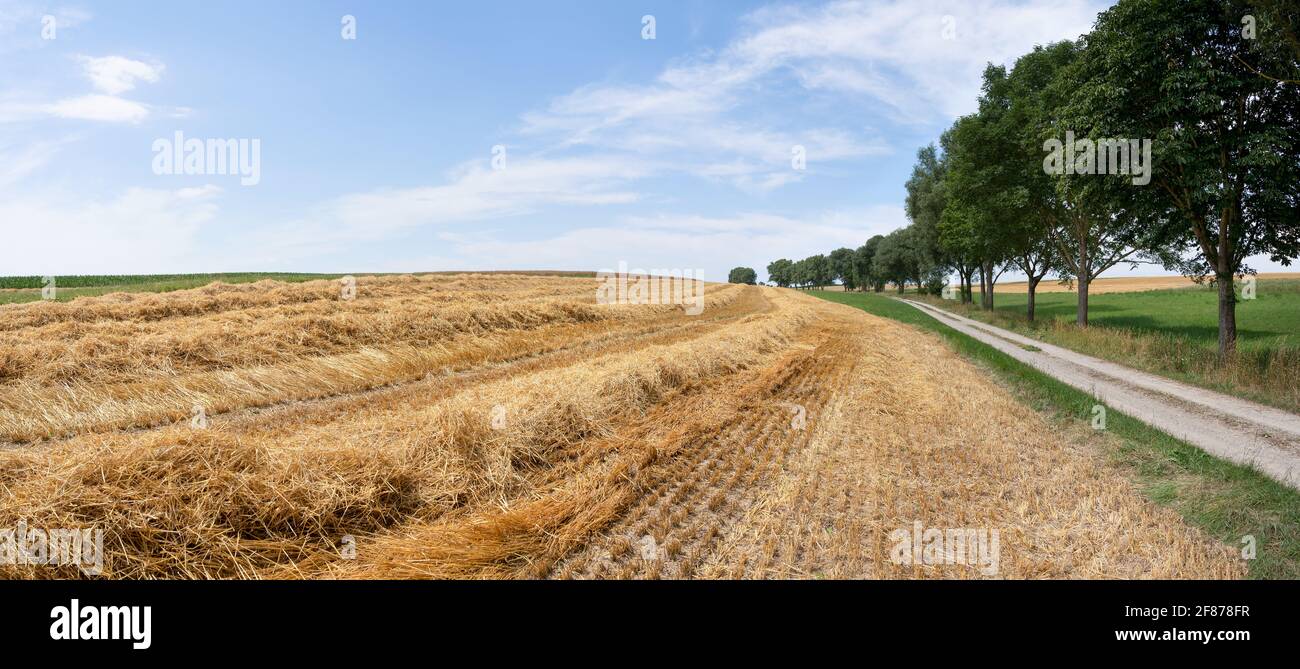 Stubble field with harvested straw next to a dirt road Stock Photo