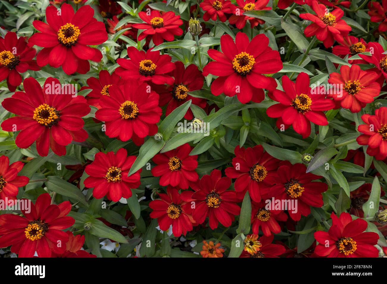Zinnia elegans profusion cherry hires stock photography and images Alamy