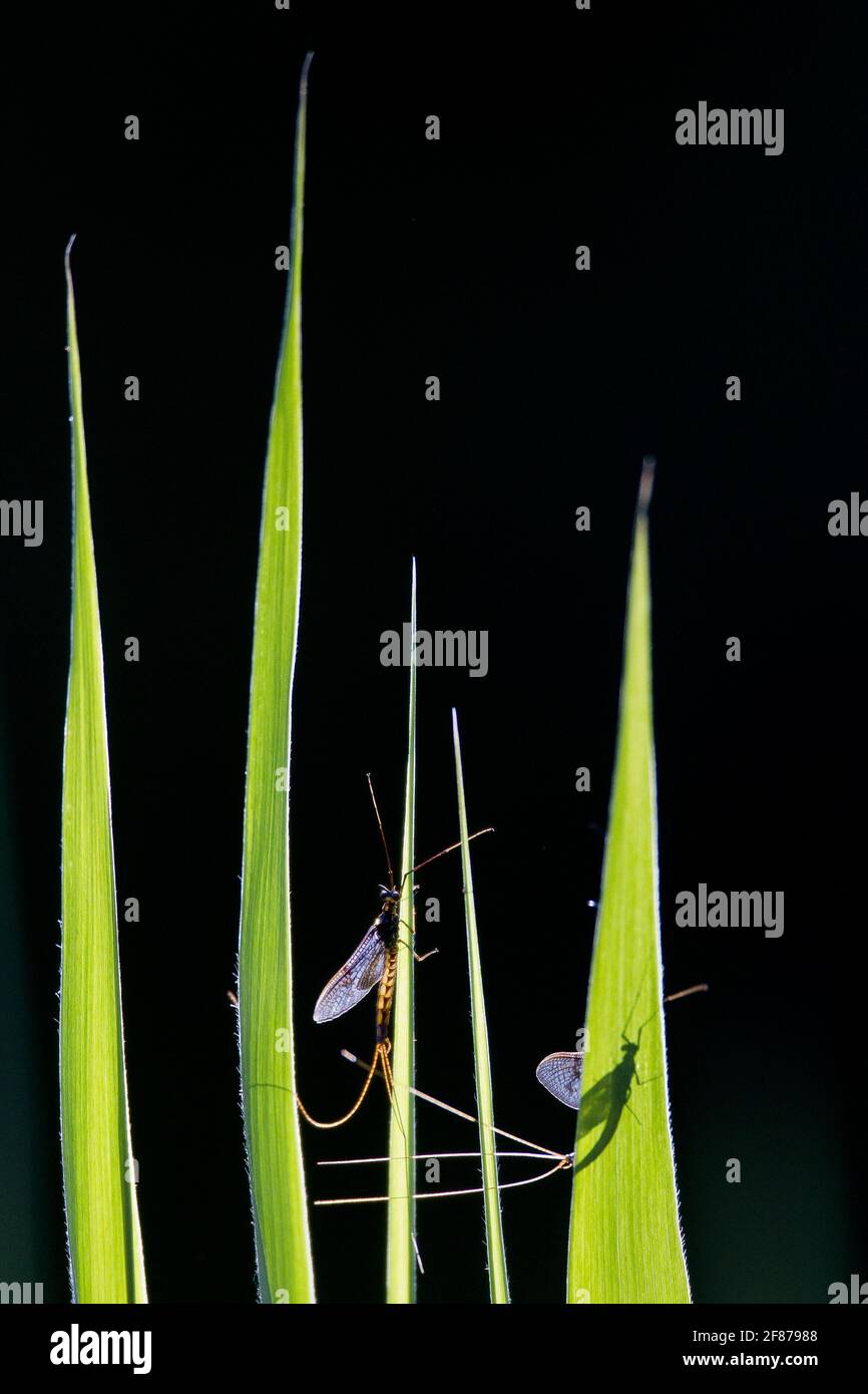 Two Mayflies or oneday flies landed on the leaves on the evening Stock