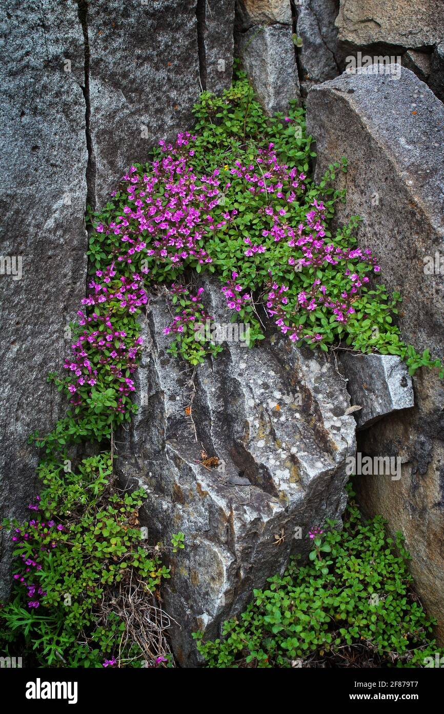 Bright pink flowers growing in the crevices of the gray rocks Stock ...