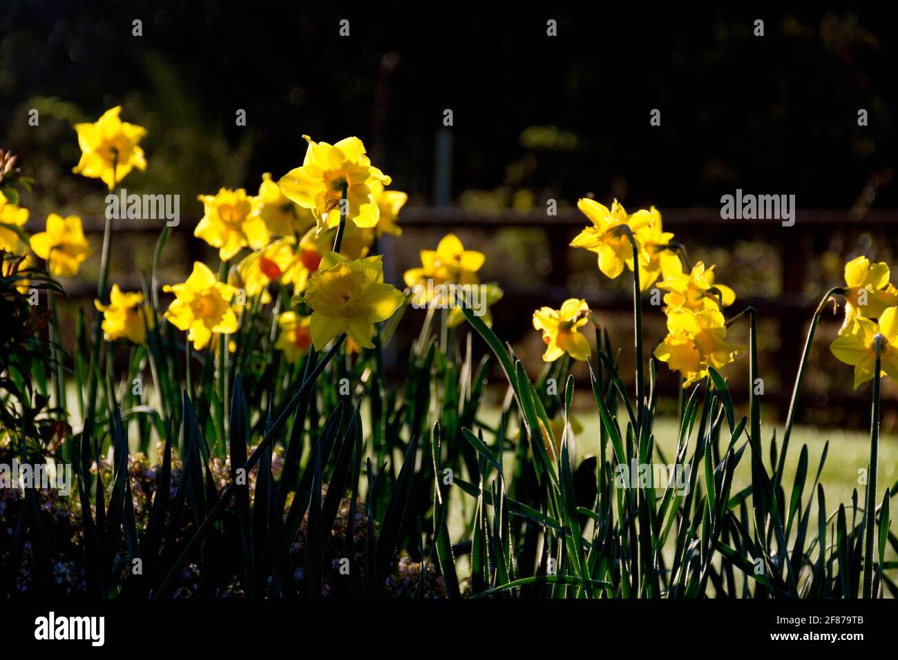 Daffodils flowering. Narcissus is a genus of predominantly spring flowering perennial plants of the amaryllis family, Amaryllidaceae. Stock Photo