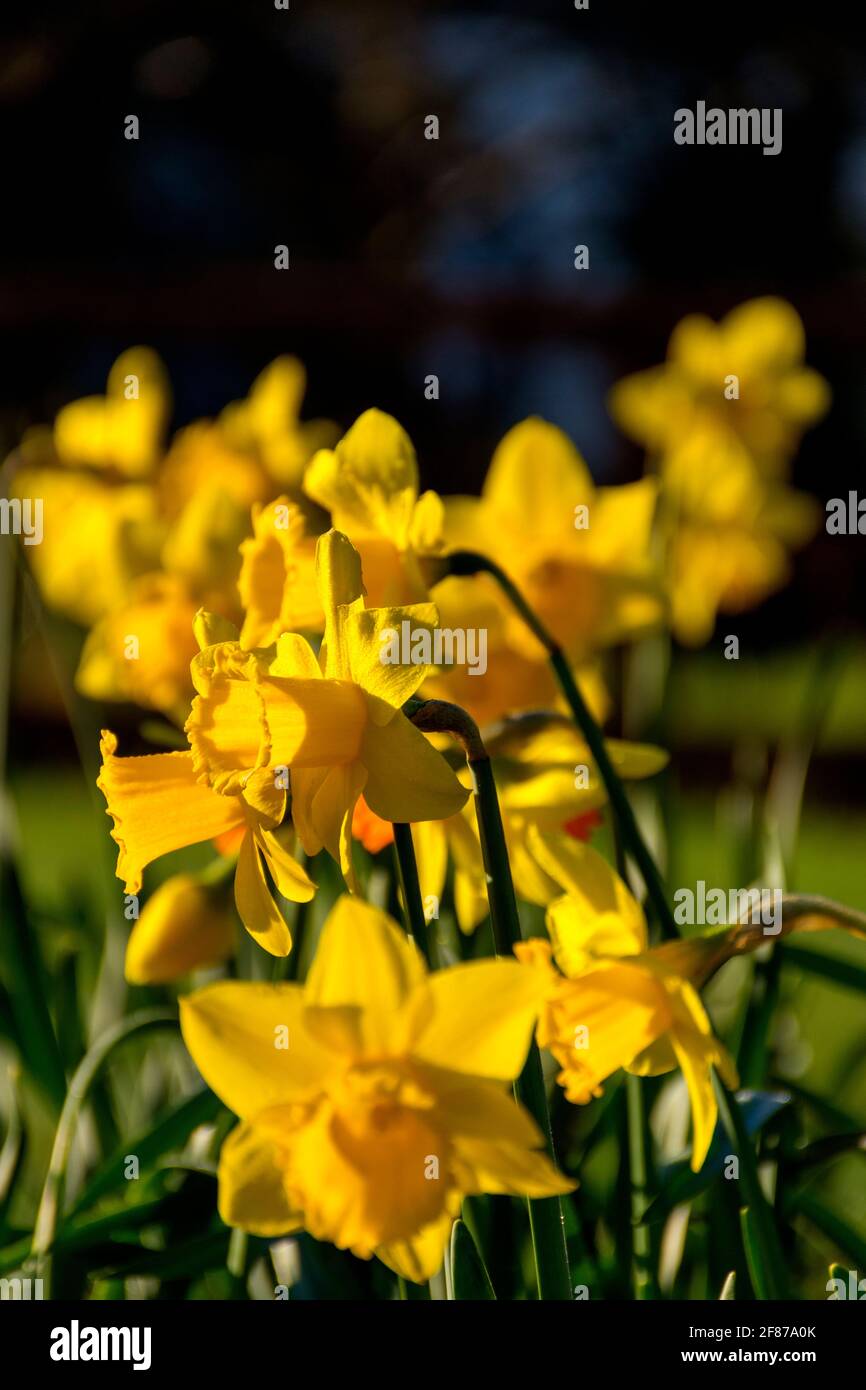 Daffodils flowering. Narcissus is a genus of predominantly spring flowering perennial plants of the amaryllis family, Amaryllidaceae. Stock Photo