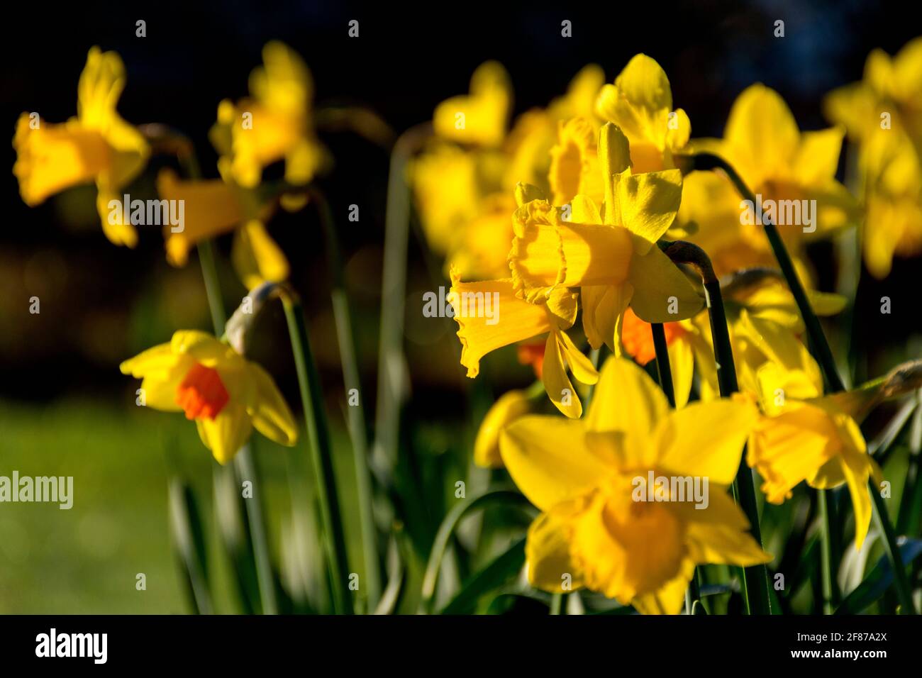 Daffodils flowering. Narcissus is a genus of predominantly spring flowering perennial plants of the amaryllis family, Amaryllidaceae. Stock Photo