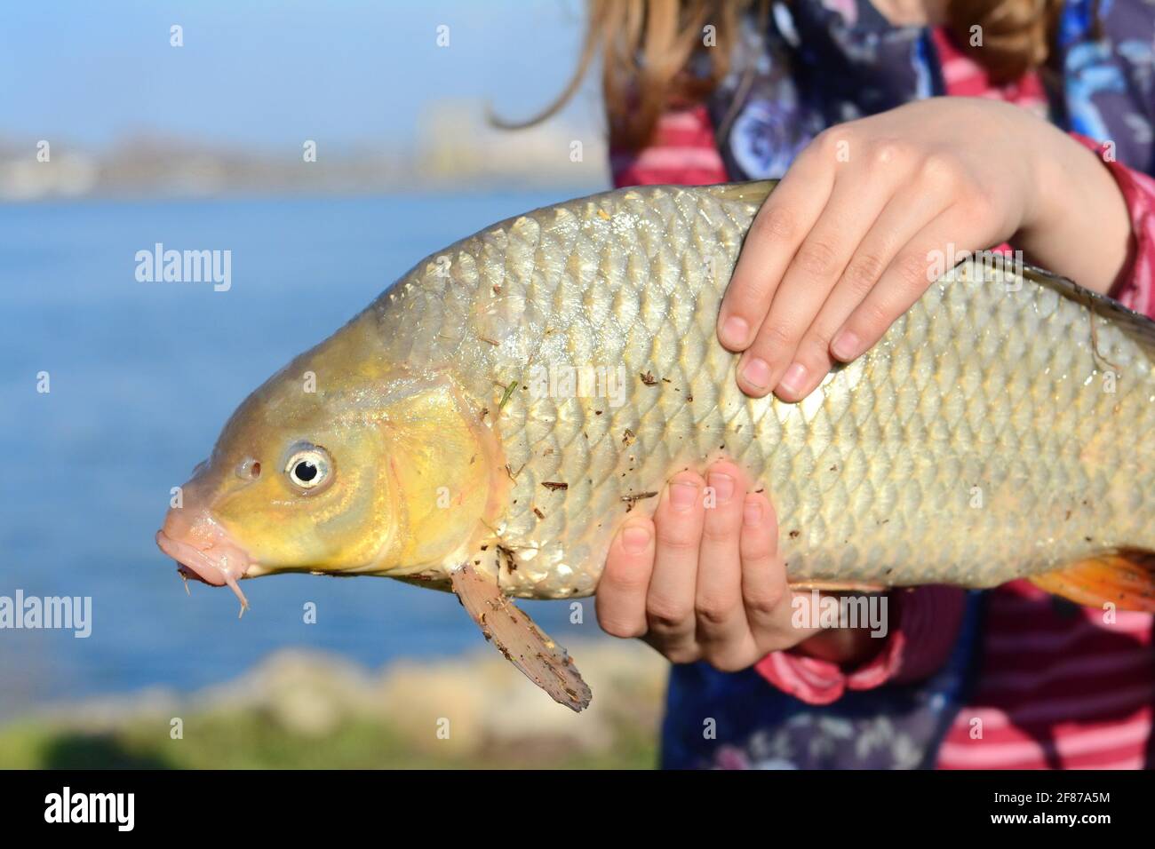 the girl's hands hold the carp fish Stock Photo - Alamy