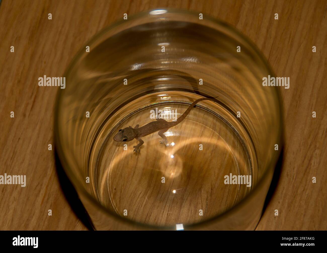 Gecko (Hemidactylus frenatus, Asian house gecko, Pacific house gecko, wall gecko, house lizard,moon lizard) trapped in a glass tumbler, Australia. Stock Photo