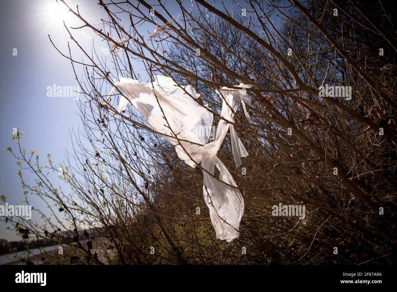 remains of a plastic foil hanging in a bush on the banks of the Rhine in Merkenich, Cologne, Germany.  Reste einer Plastikfoilie haengen in einem Stra Stock Photo