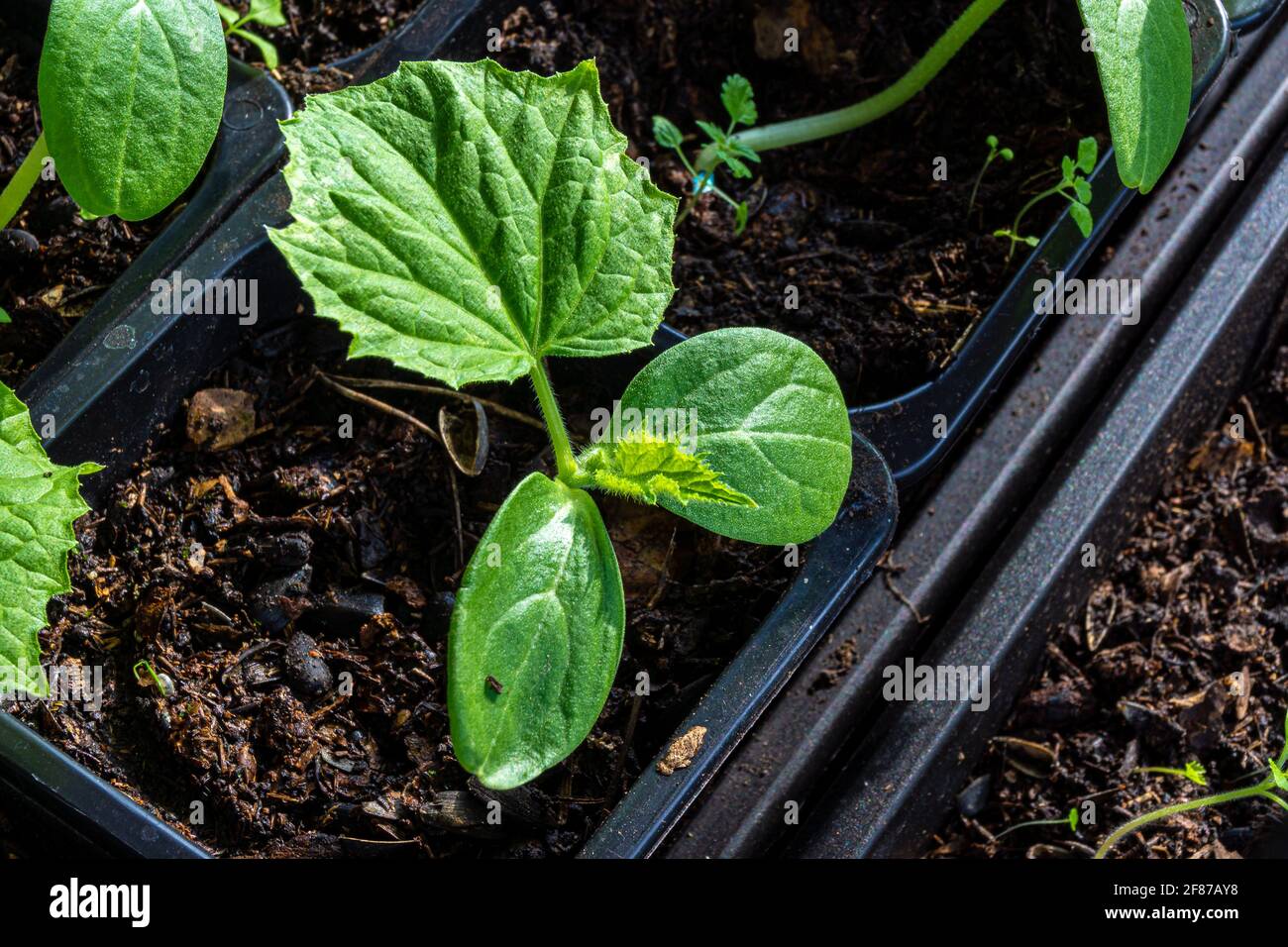 Cucumber seedlings in plastic pots with potting soil. Plants formed a second true leaf Stock Photo