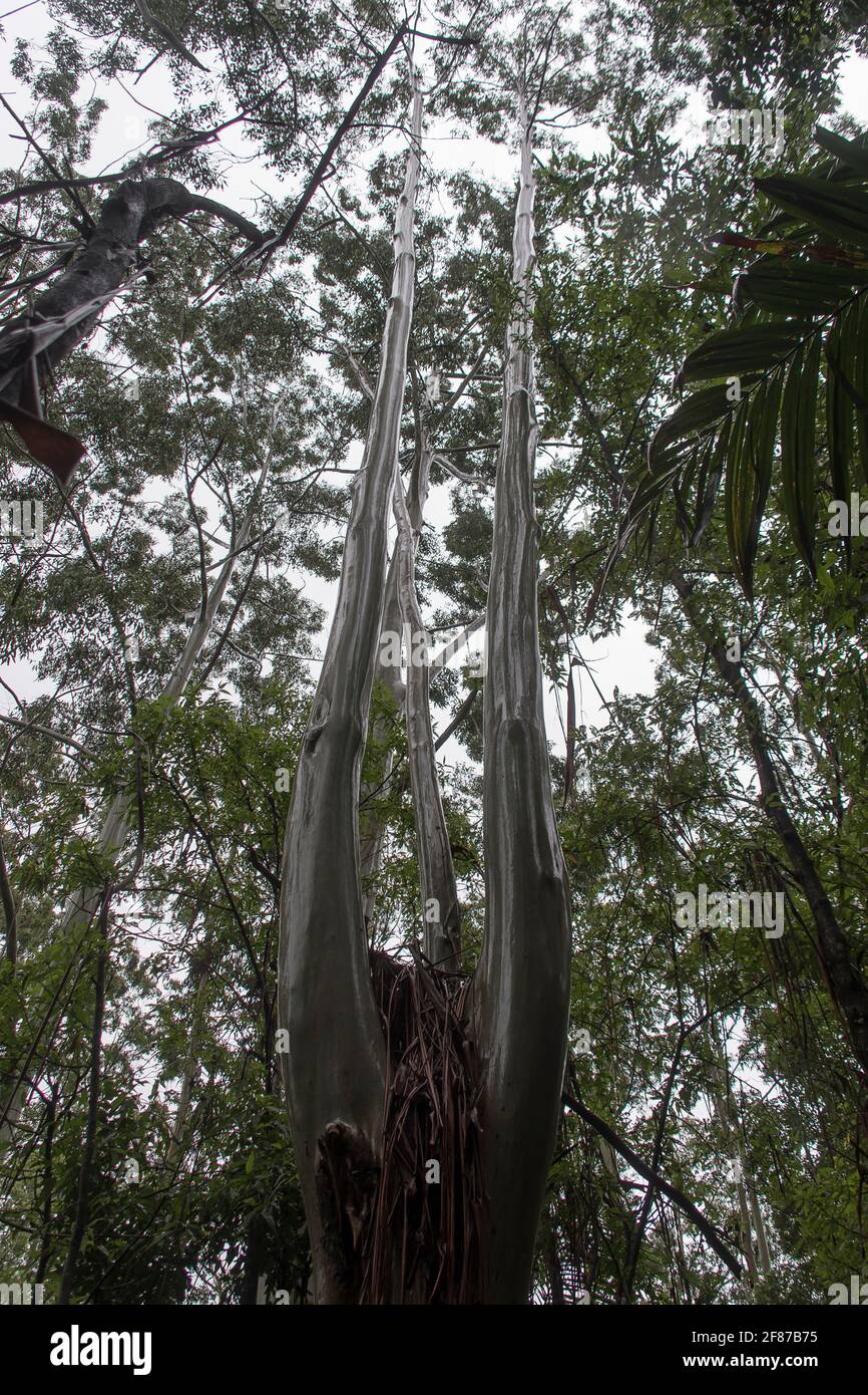 Shining wet trunks of Flooded gum trees (Rose gum, eucalyptus grandis) wet weather, lowland subtropical rainforest, Tamborine Mountain, Australia. Stock Photo