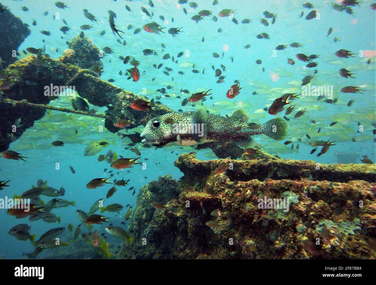 A school of small fish at the coral reef in the Similan Islands, Thailand. Stock Photo