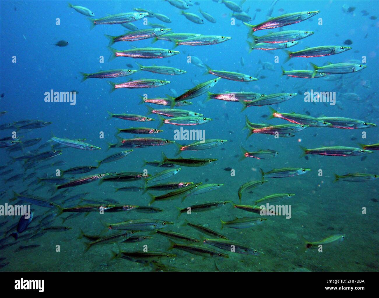 A school of fish at the coral reef in the Similan Islands, Thailand. Stock Photo